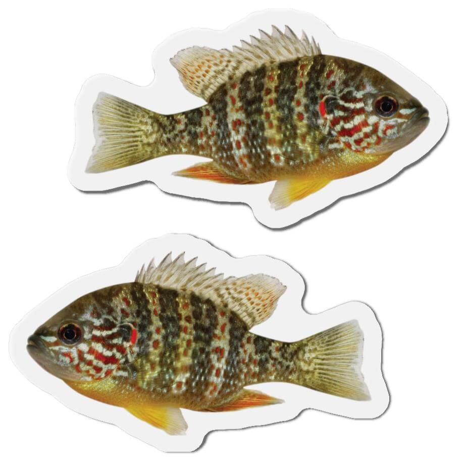 Pumpkinseed Sunfish Shaped Magnets for Fun Kitchen Décor