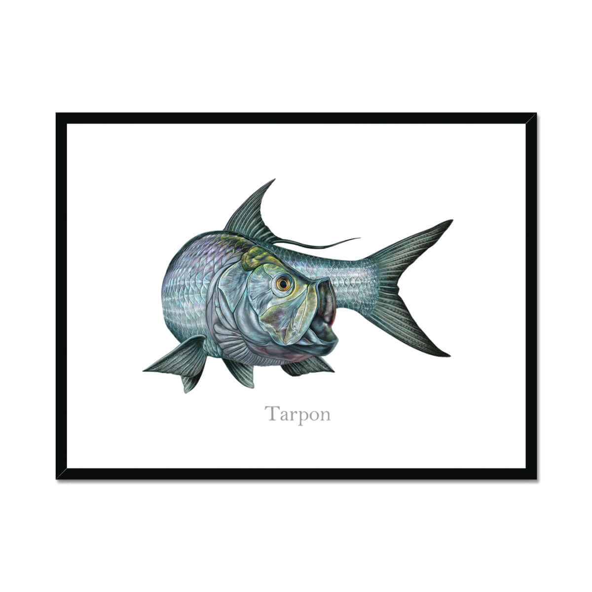 Tarpon | Framed & Mounted Print