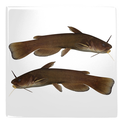 Two detailed Catfish Metal Magnets on a white background, perfect decoration for any metal surface.