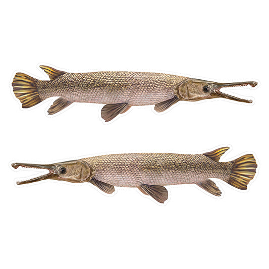 Alligator Gar stickers 14 inch, left and right facing.