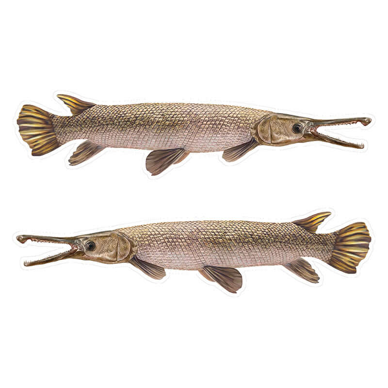 Alligator Gar fish stickers, vivid high-resolution, left and right facing, perfect for cars, boats, or laptops.