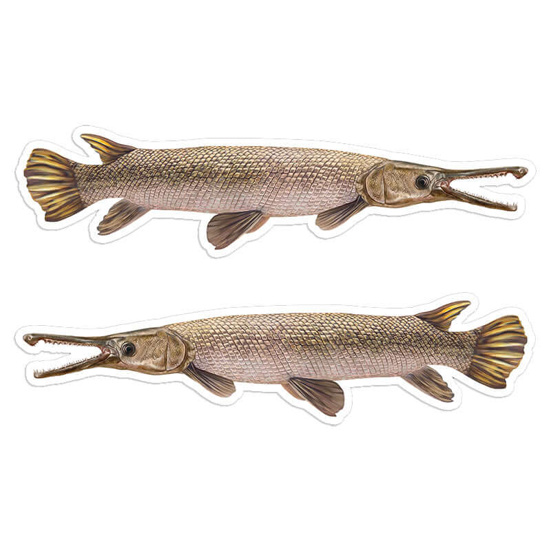 Alligator Gar - Stickers, Decals