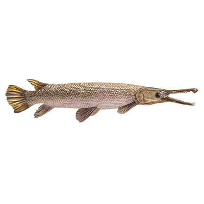 Alligator Gar Decals