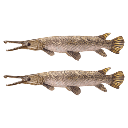 Alligator Gar fish wall decals, removable and non-damaging, available in 40-70 inches, perfect for fish enthusiasts and customizable with text.