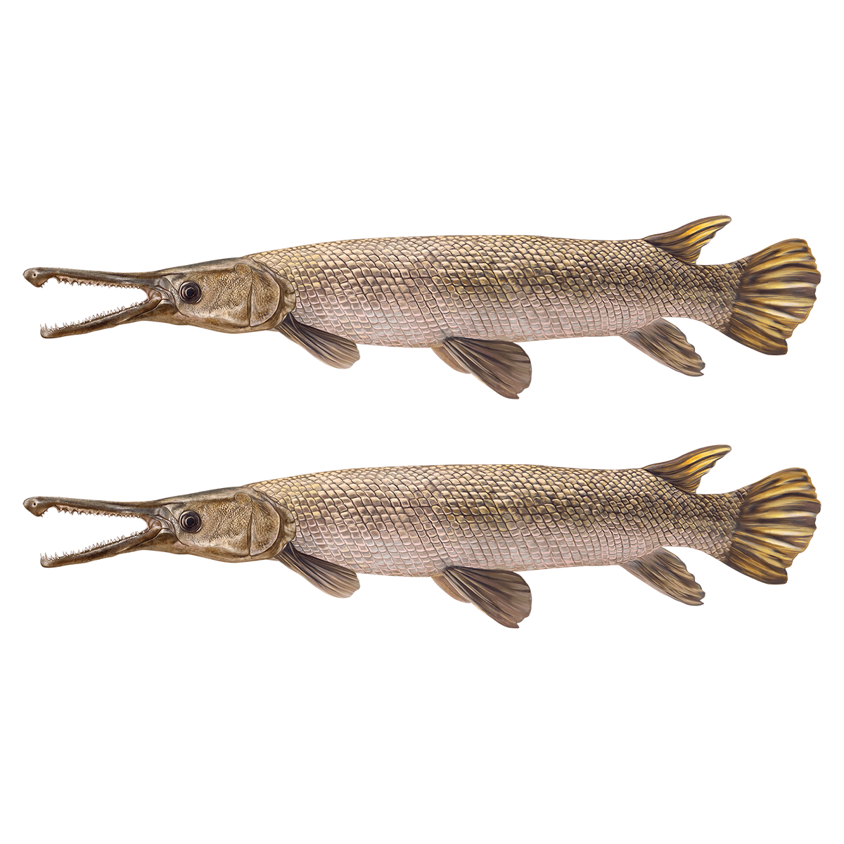 Alligator Gar Wall Decals