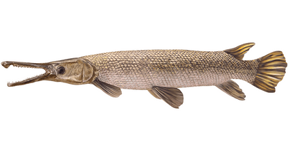 Alligator gar fish wall decal with detailed scales and fins