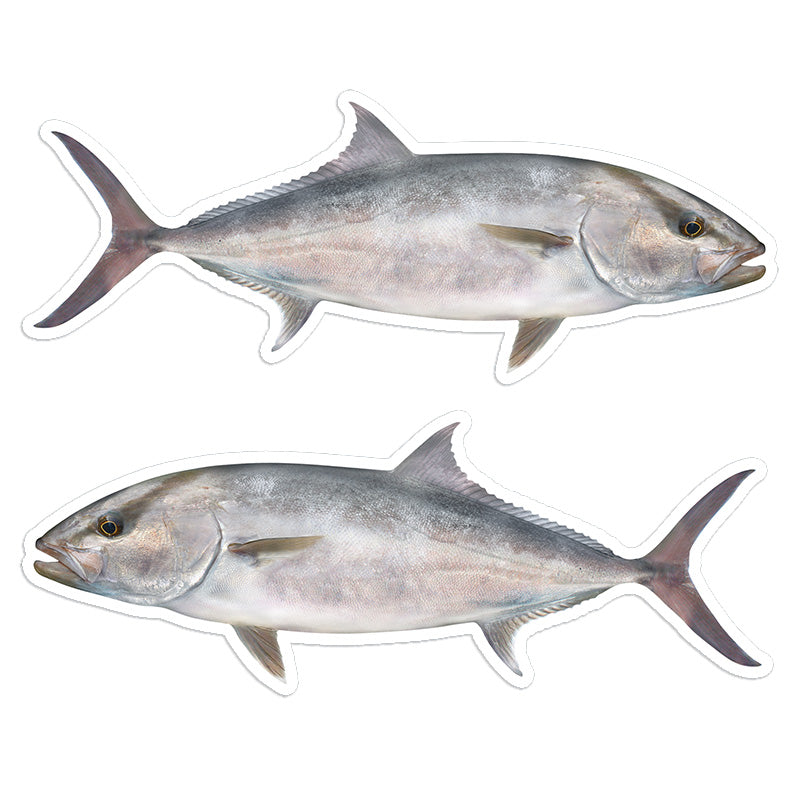 Amberjack 8 inch stickers left and right facing.