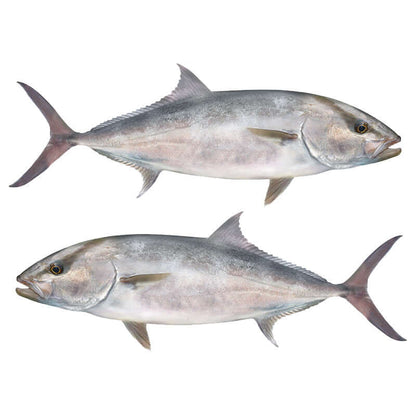 Amberjack fish wall decals, customizable size 40"-70", add text. Perfect fishing wall decals for enthusiasts.