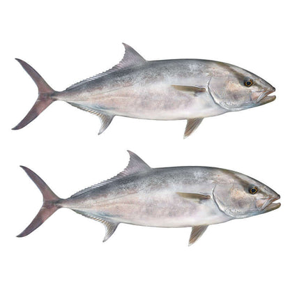 Amberjack fish wall decals, fully customizable sizes 40-70", add text. Perfect for fish enthusiasts. Large fish wall decor option.