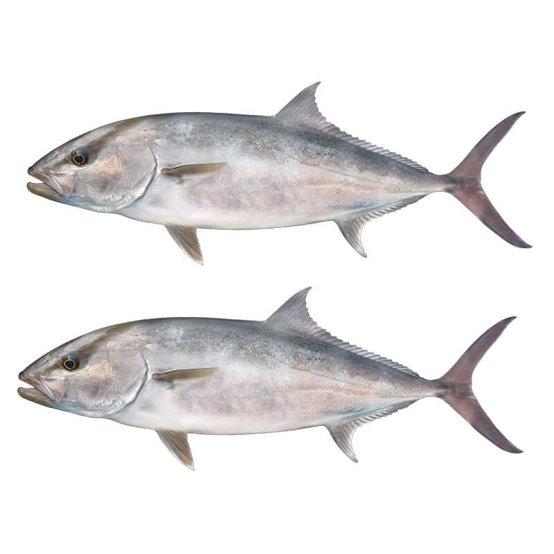 Amberjack fish wall decals in large sizes, fully customizable with text options, perfect fishing wall stickers for enthusiasts.