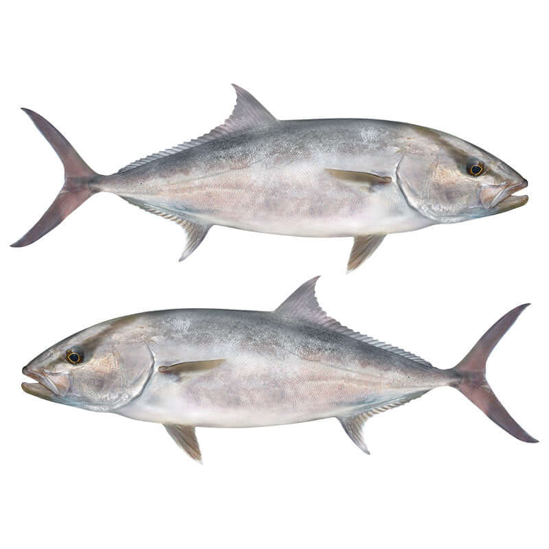 Amberjack Decals