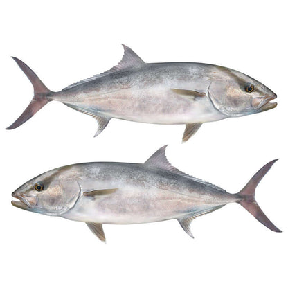 Amberjack Decals