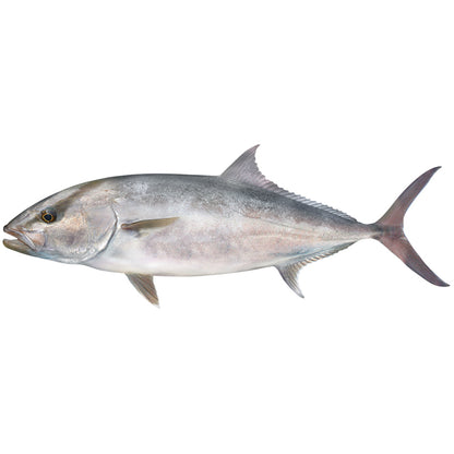 Amberjack Large Decal - left facing. 