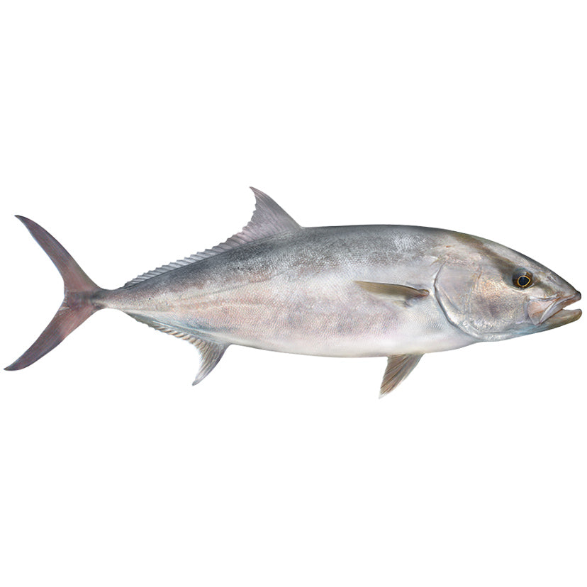 Amberjack Large Decal - right facing. 