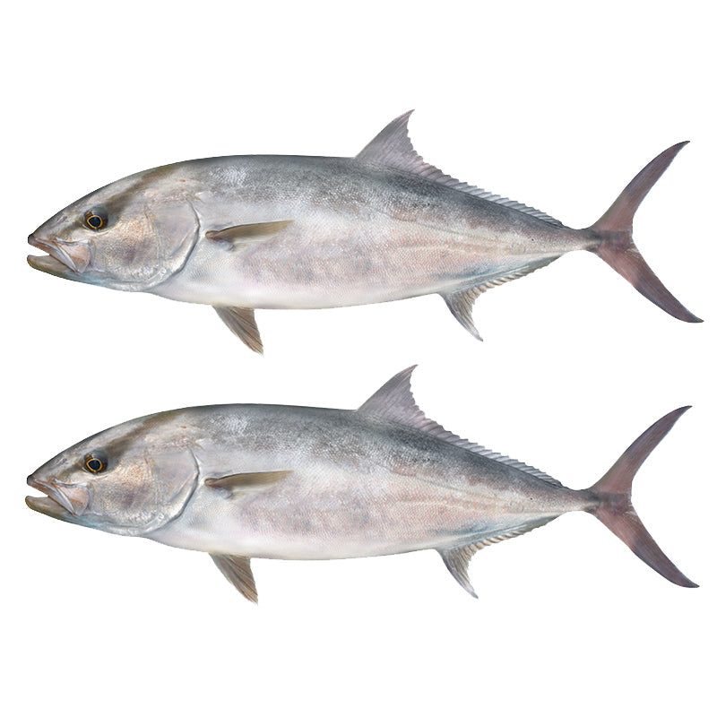 Amberjack Decals