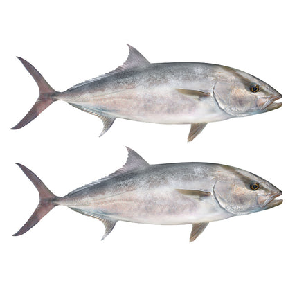 Amberjack Decals