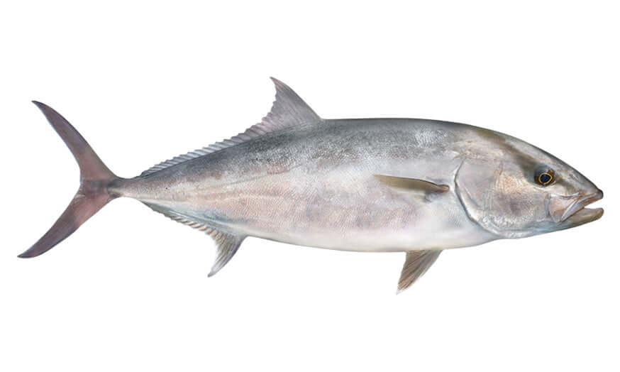 Amberjack | Decals