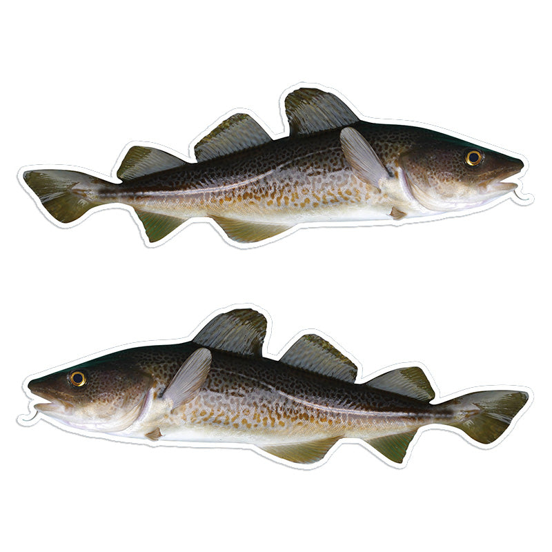 Atlantic Cod 14 inch stickers left and right facing.