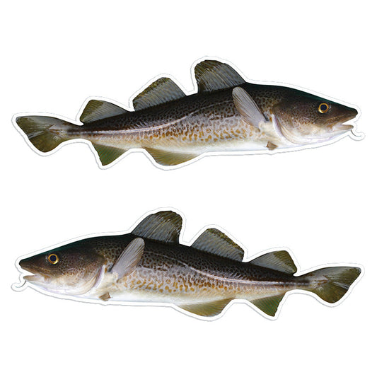 Atlantic Cod 14 inch stickers left and right facing.