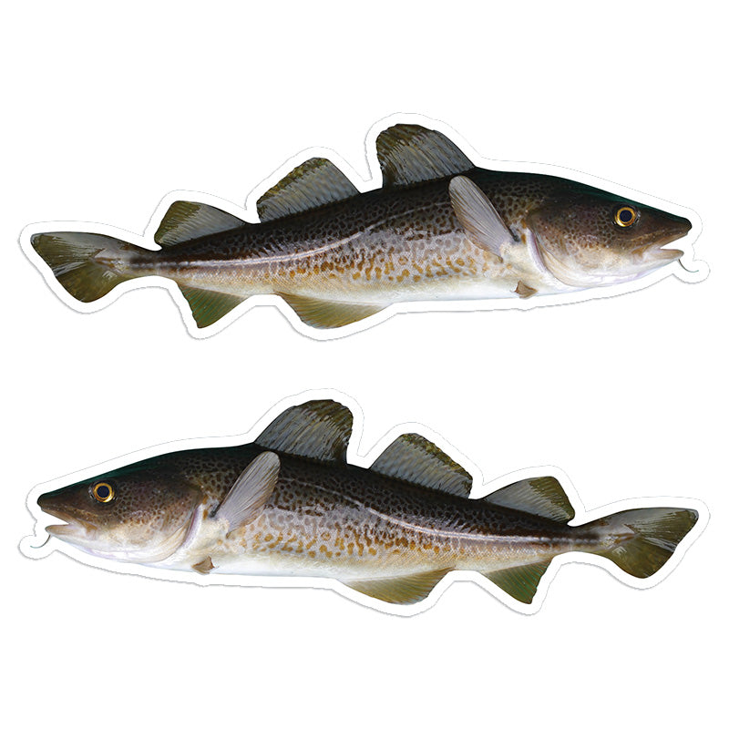 Atlantic Cod 8 inch stickers left and right facing.