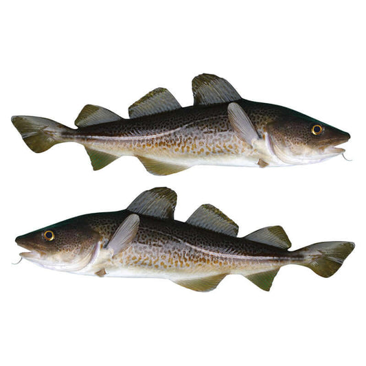 Atlantic Cod large fish wall decals, fully customizable size 40"-70" and text options, perfect for adding aquatic charm to any room.