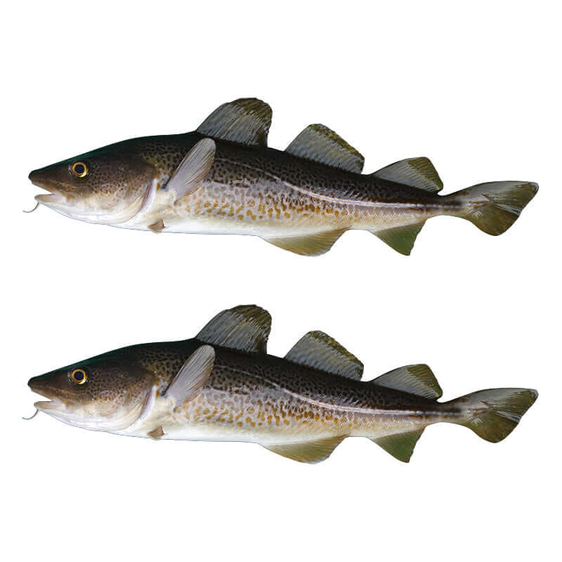 Atlantic Cod Wall Decals