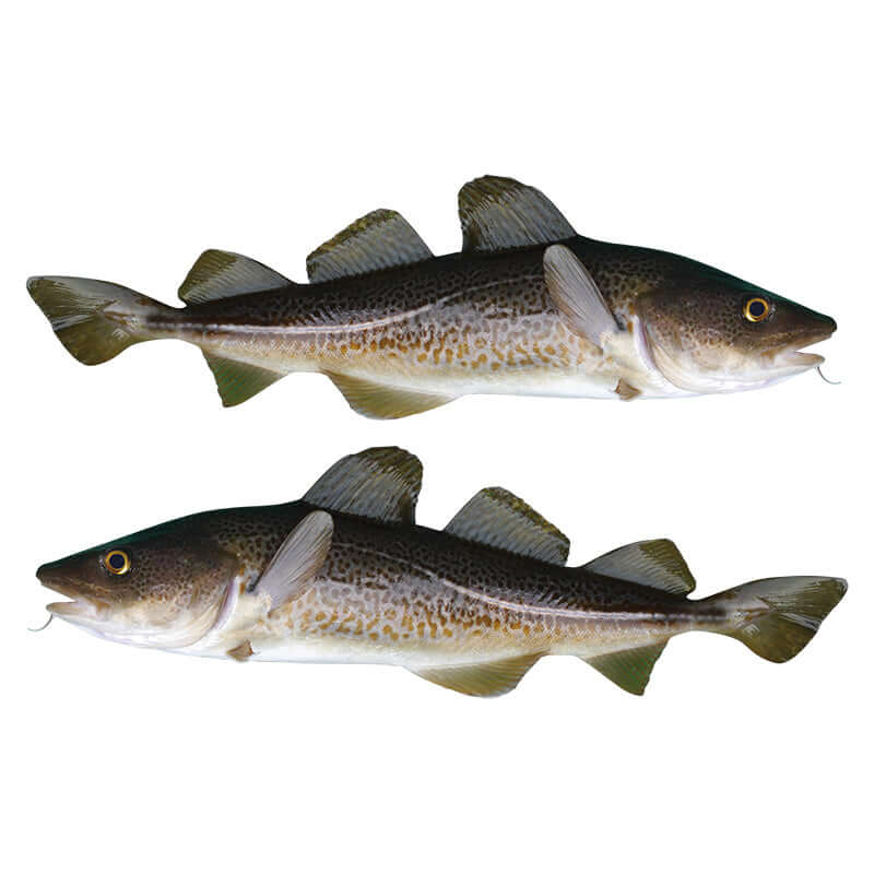 Atlantic Cod waterproof outdoor decals, left and right facing.