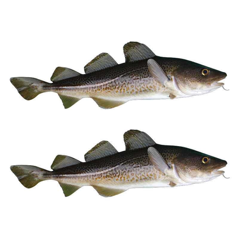 Atlantic Cod waterproof outdoor decals right facing x 2.