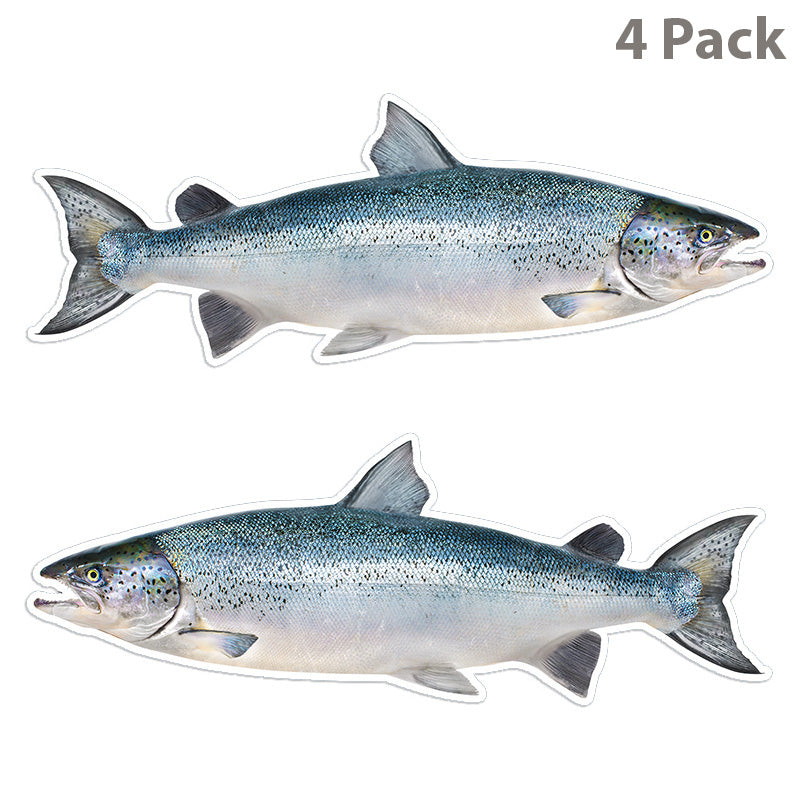 Atlantic Salmon 14 inch 4 sticker pack.