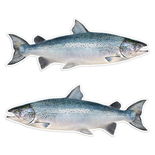 Atlantic Salmon 14 inch stickers left and right facing.