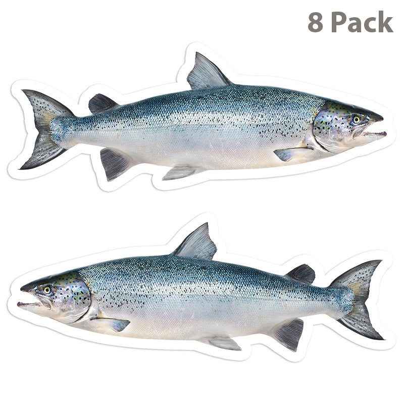 Atlantic Salmon 5 inch 8 sticker pack.