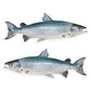 Atlantic Salmon 8 inch stickers left and right facing.