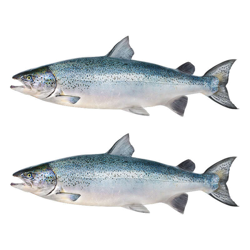 Atlantic Salmon Wall Decals