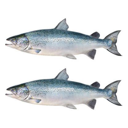 Atlantic Salmon waterproof outdoor decals left facing x 2.