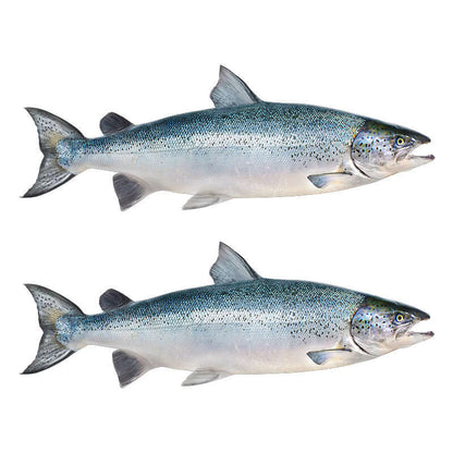 Atlantic Salmon  waterproof outdoor decals right facing x 2.