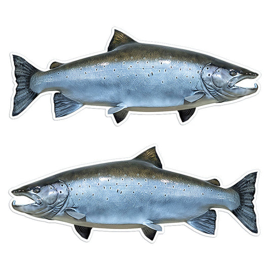 Atlantic Salmon Stickers | 5" 8" 14"