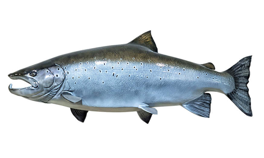 Atlantic Salmon Wall Decals