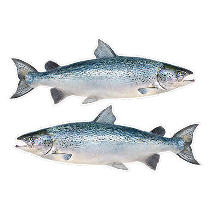 Atlantic Salmon Decals