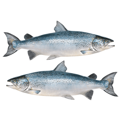 Atlantic Salmon decals left and right facing.