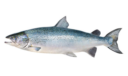 Atlantic Salmon waterproof outdoor decal left facing.