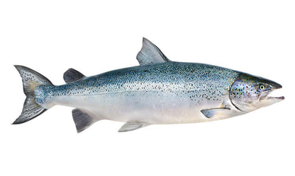 Atlantic Salmon waterproof outdoor decal right facing.