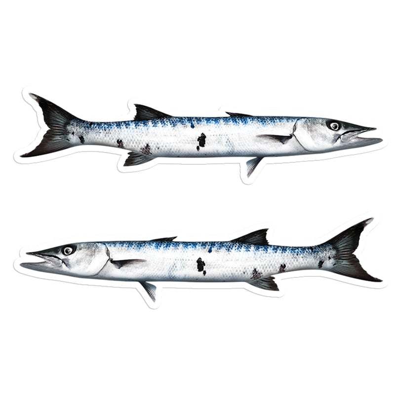 Barracuda 8 inch stickers left and right facing.