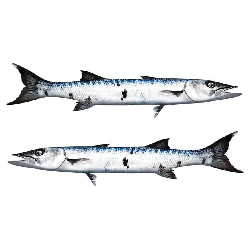 Barracuda wall decals with custom text options, available in sizes 40"-70". Perfect large fish wall decals for any enthusiast.