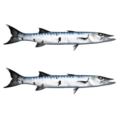 Two barracuda wall decals in customizable sizes, perfect for fish wall decals enthusiasts, options for left or right facing designs.