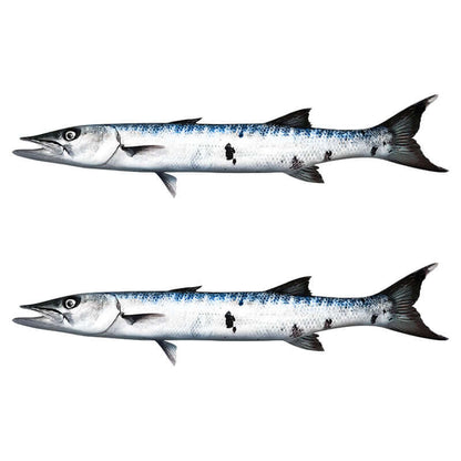 Barracuda wall decals, fully customizable size and text options. Perfect large fish wall decor for fish enthusiasts.