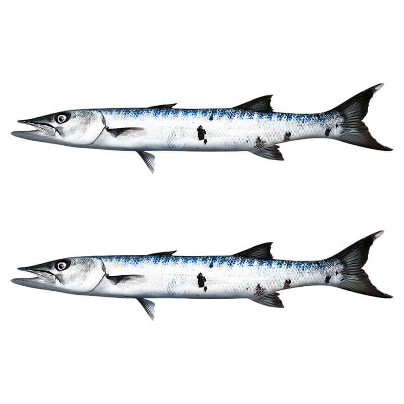 Barracuda Wall Decals