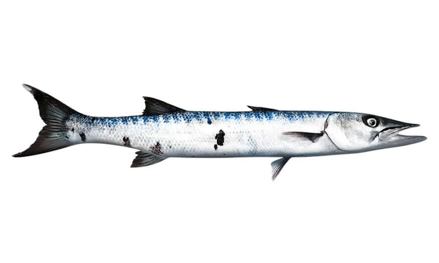 Barracuda fish wall decals, customizable 40"-70", left or right facing, add text, perfect for fish enthusiasts.