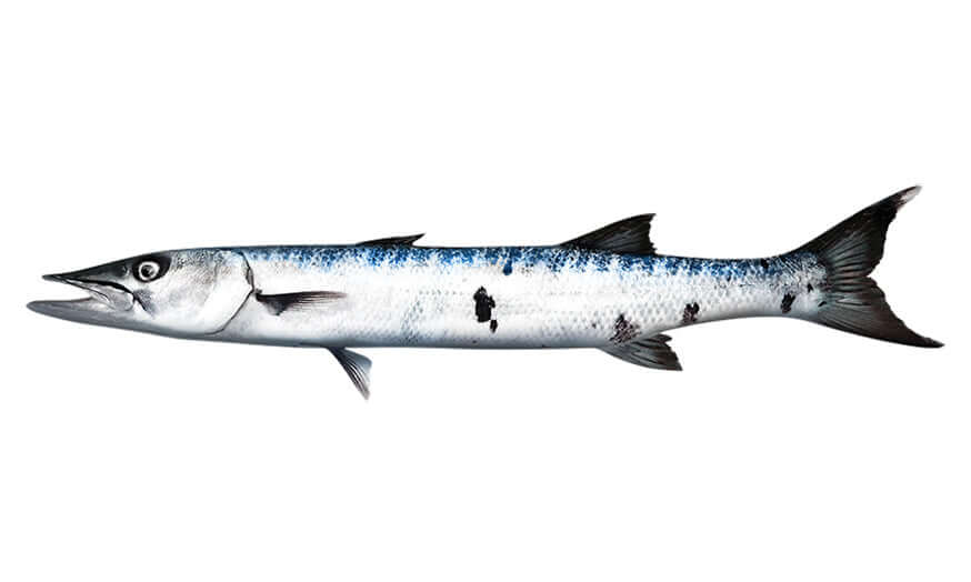 Barracuda Wall Decals