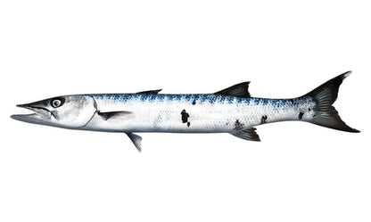 Barracuda Decals