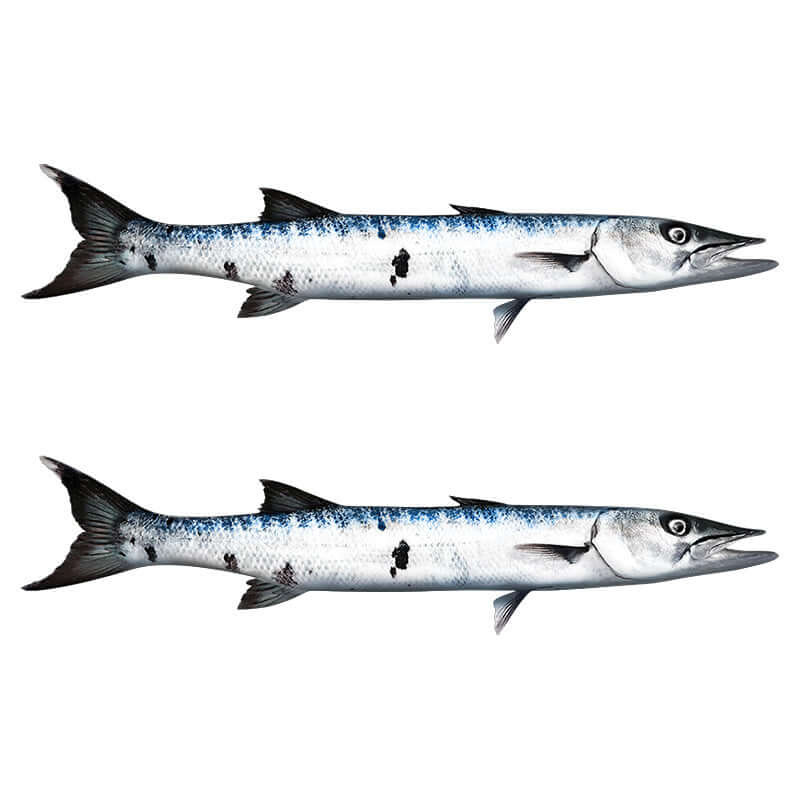 Barracuda Decals